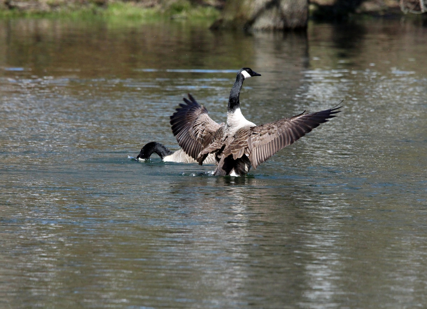 Kanada Gans