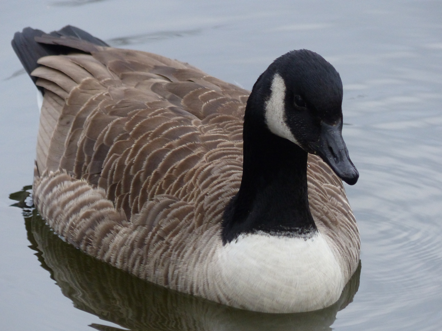 Kanada Gans Foto & Bild | tiere, wildlife, wild lebende vögel Bilder auf fotocommunity
