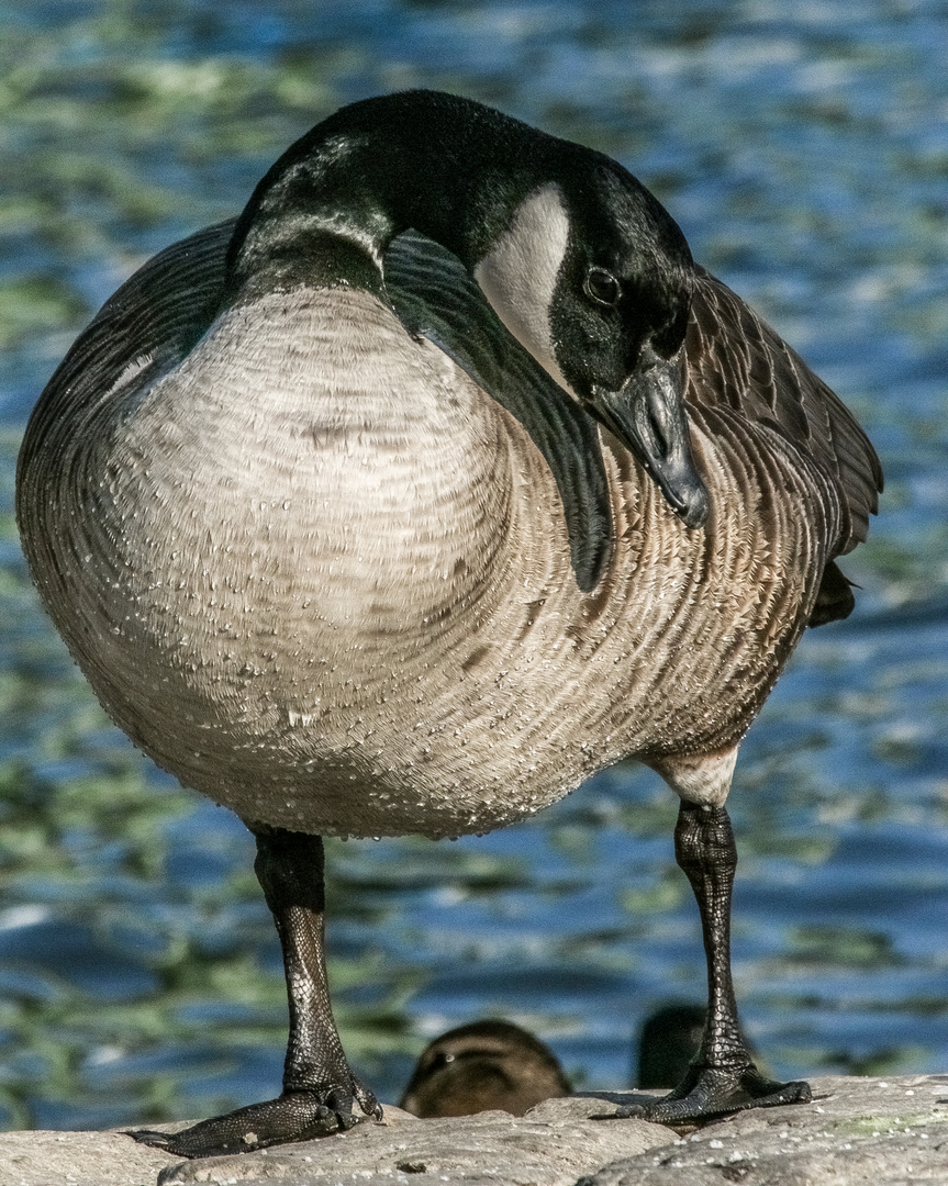 Kanada-Gans