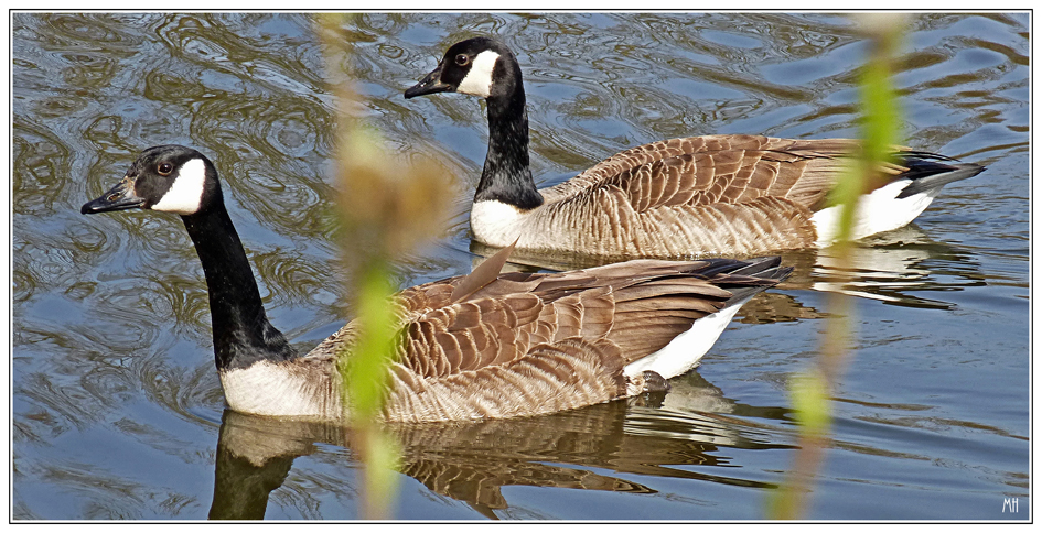 Kanada-Gans