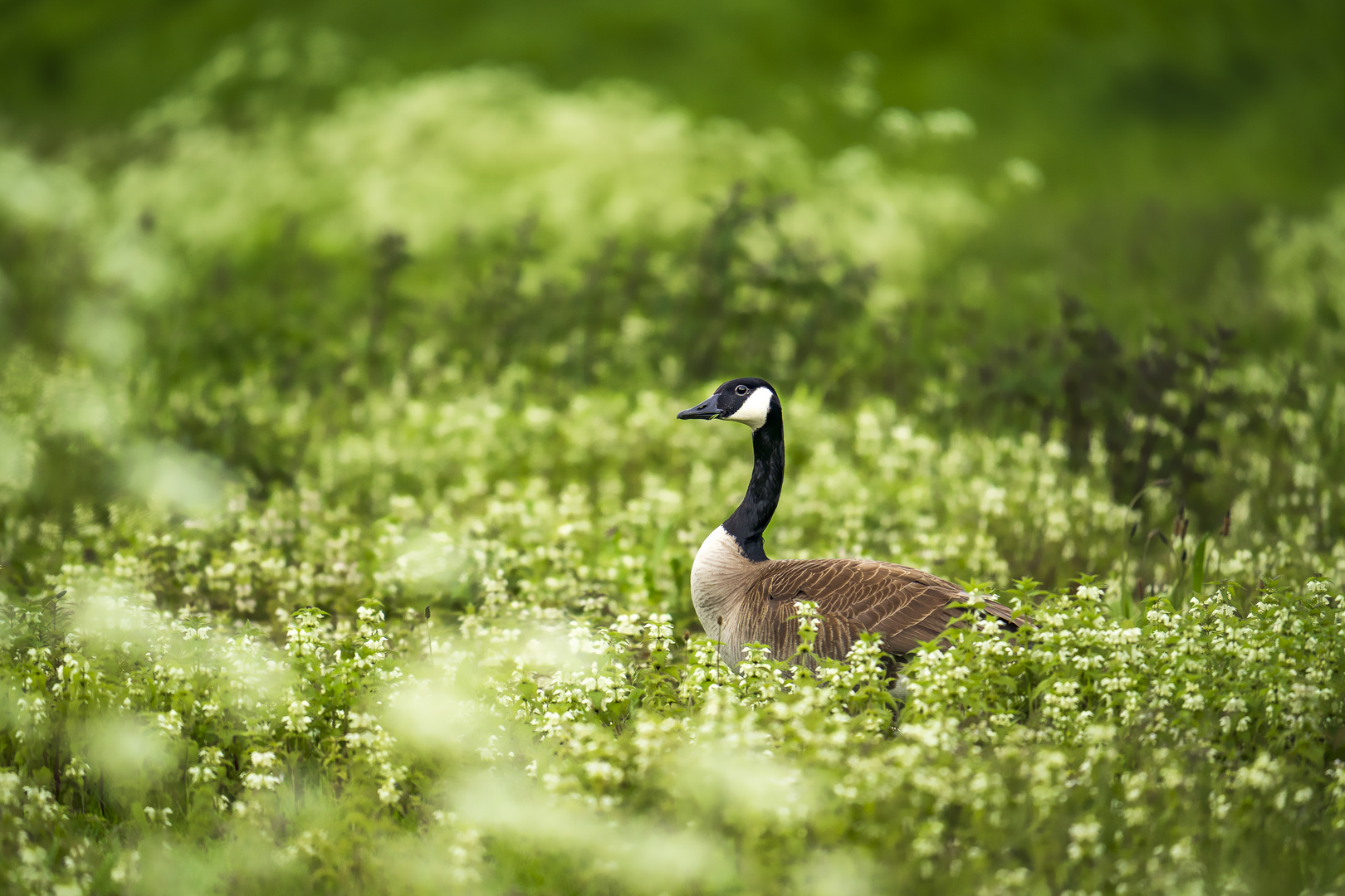 Kanada Gans 