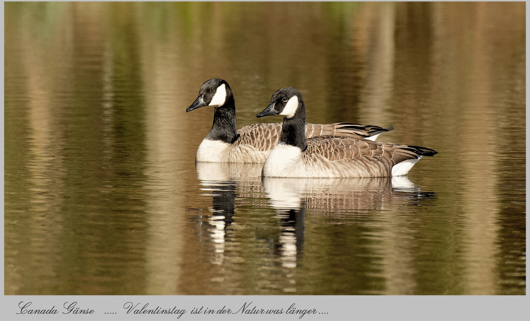 Kanada Gans ... ewige Liebe ... 