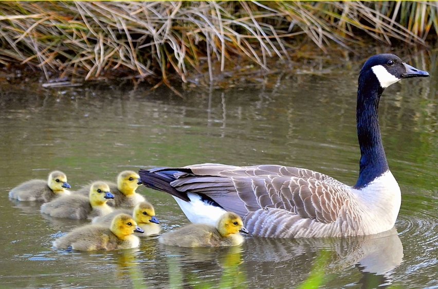 Kanada Gans mit ihren Kücken