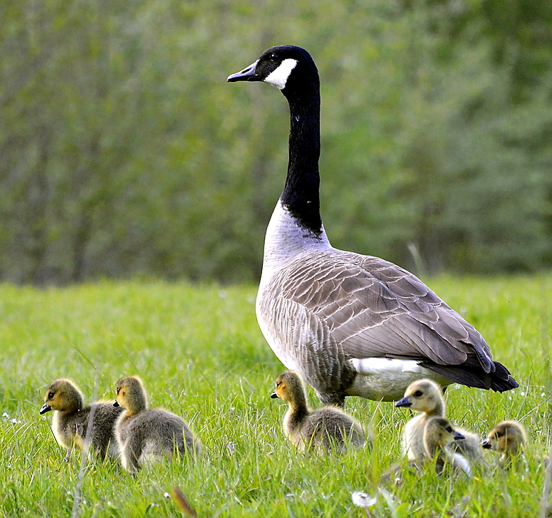 Kanada Gans mit Kücken 