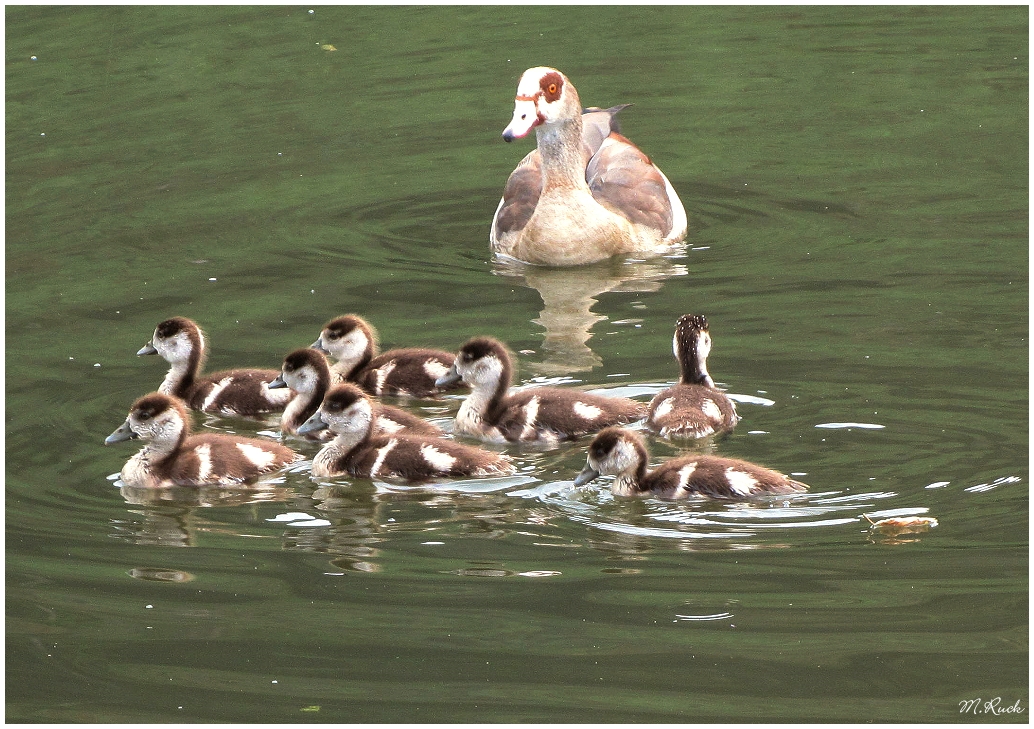 Kanada Gans mit Nachwuchs auf dem Main ,