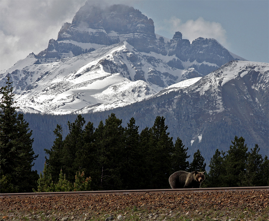 Kanada: Home of the Grizzly