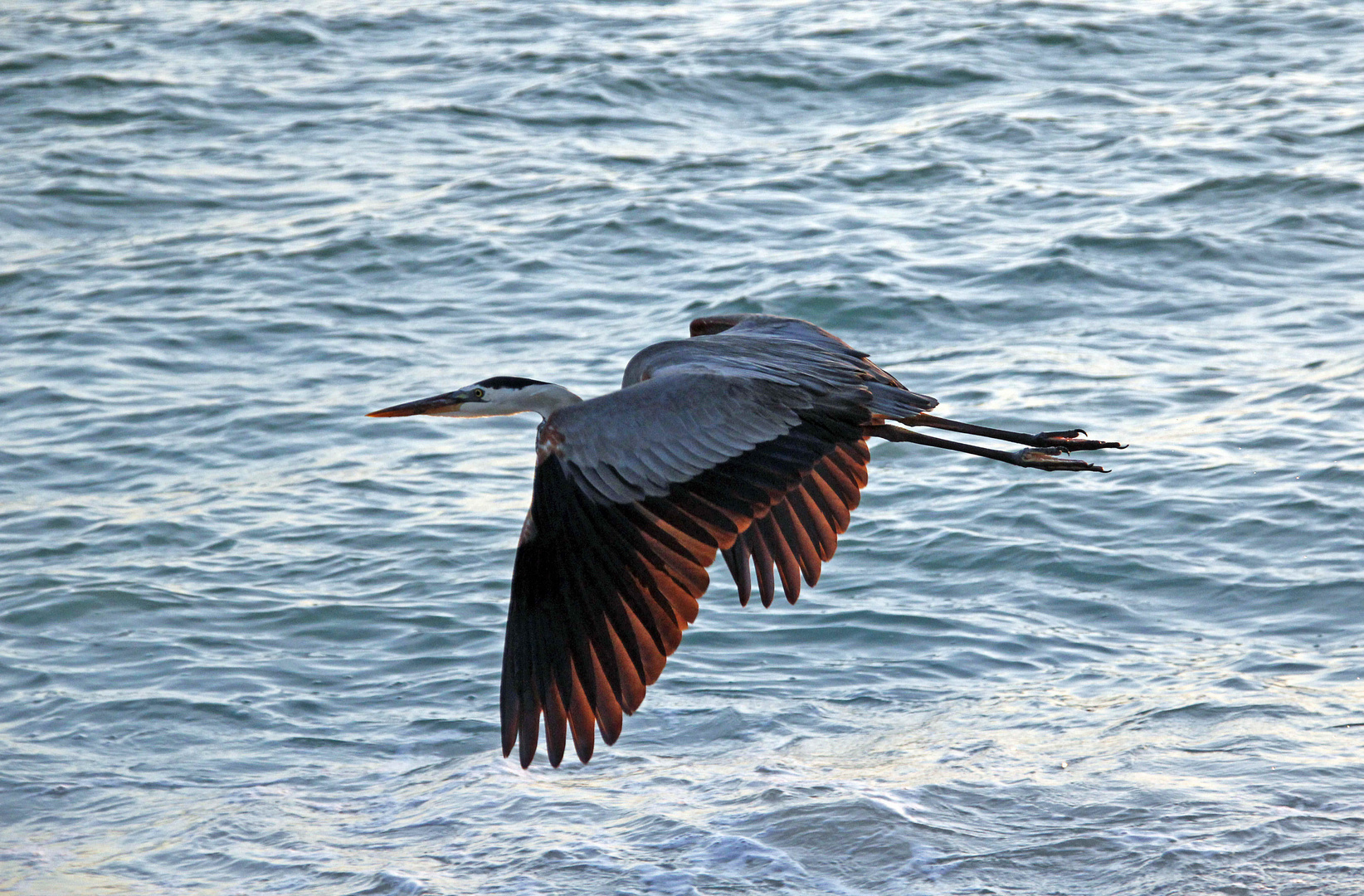 Kanada-Reiher fliegt vorbei