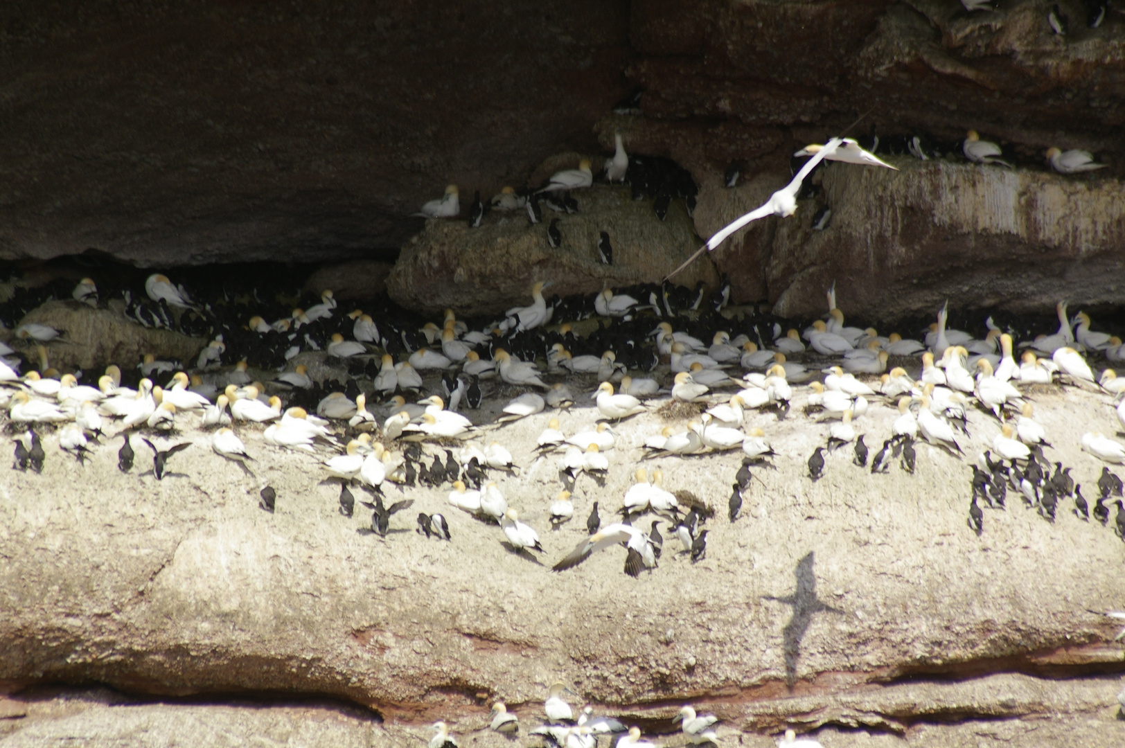 Kanada Tour 2012, Die Vogelkollonien