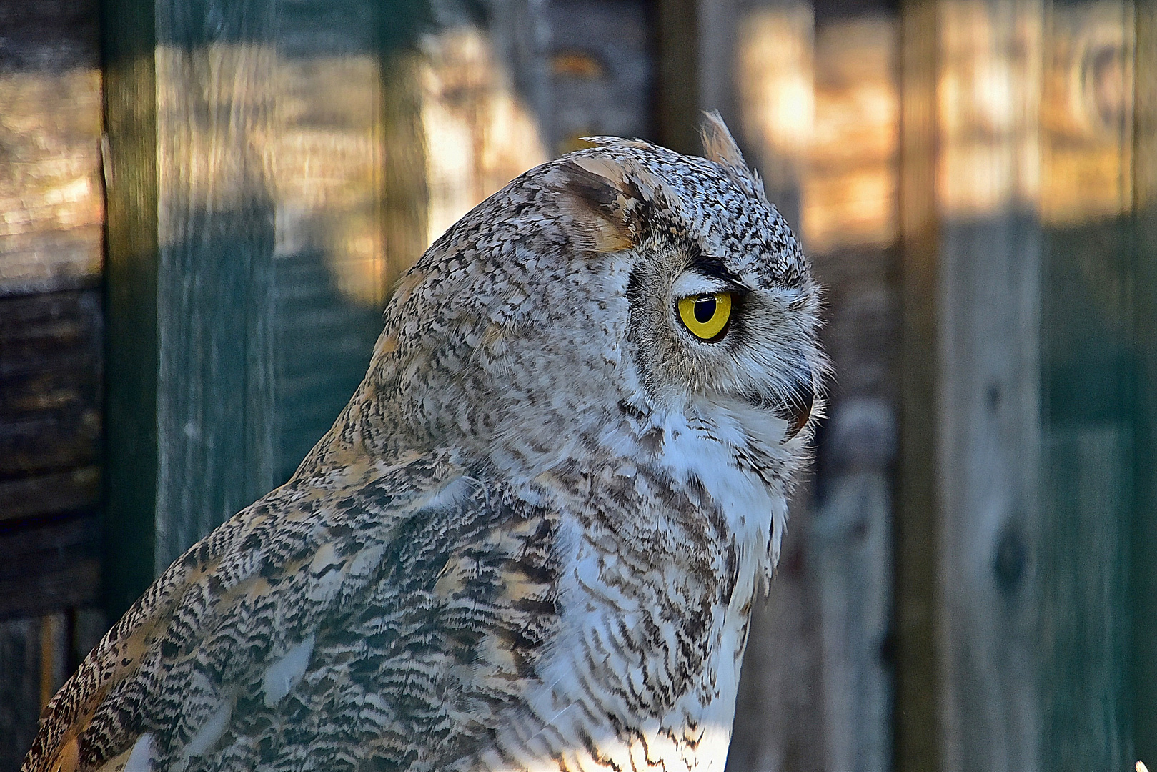 Kanada - Uhu (Bubo virginianus canadensis)