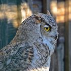 Kanada - Uhu (Bubo virginianus canadensis)