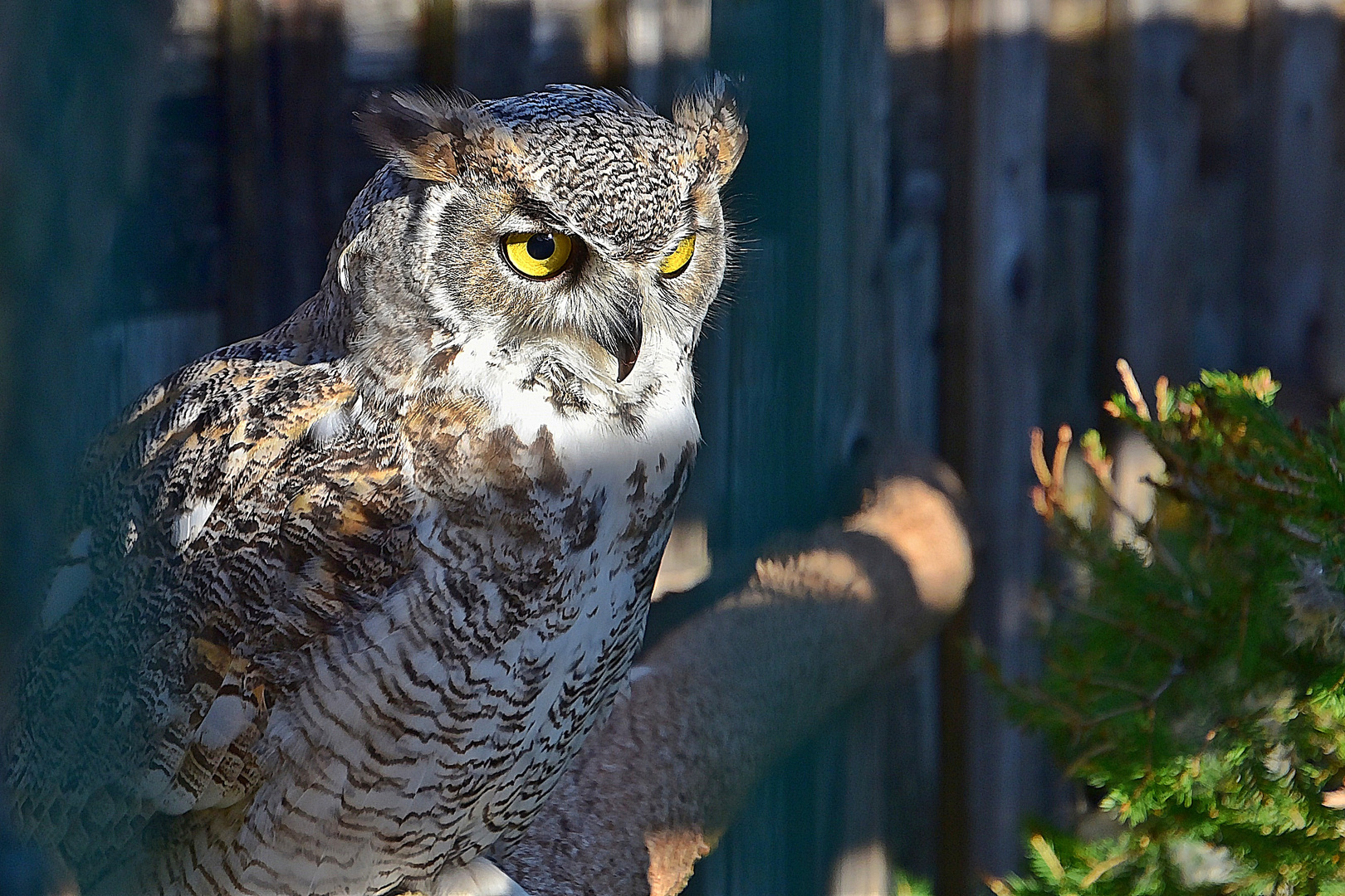 Kanada - Uhu (Bubo virginianus canadensis)