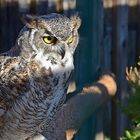 Kanada - Uhu (Bubo virginianus canadensis)