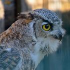 Kanada - Uhu (Bubo virginianus canadensis)