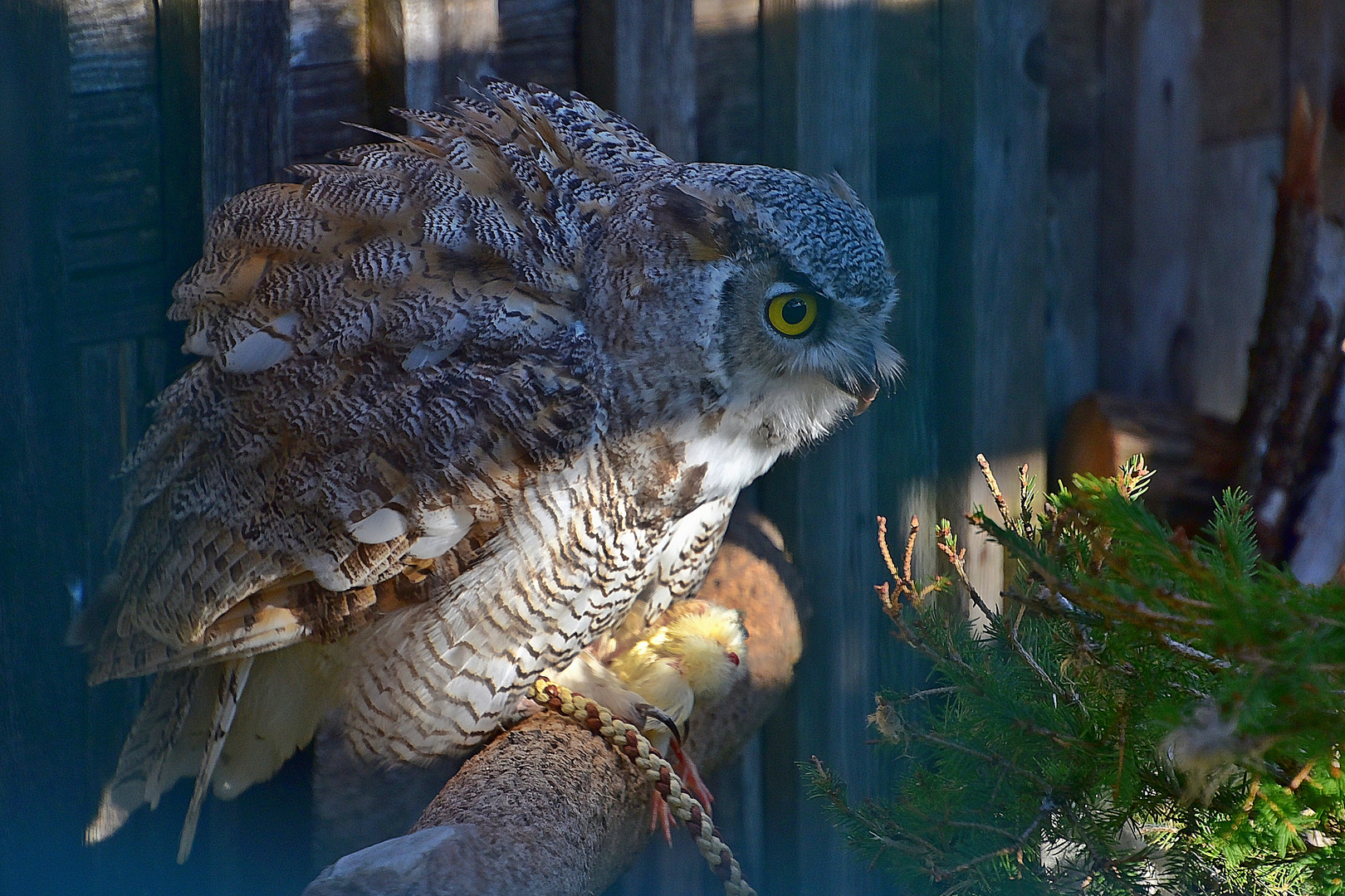 Kanada - Uhu (Bubo virginianus canadensis)