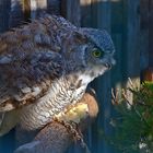 Kanada - Uhu (Bubo virginianus canadensis)