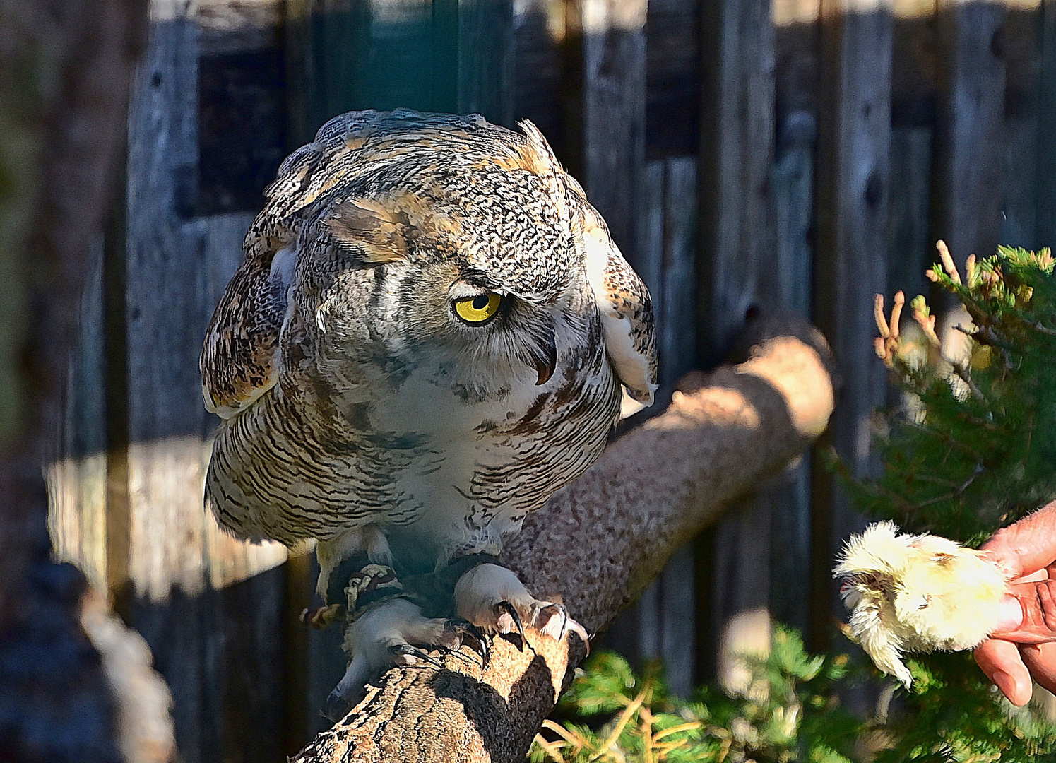 Kanada - Uhu (Bubo virginianus canadensis)