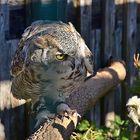 Kanada - Uhu (Bubo virginianus canadensis)