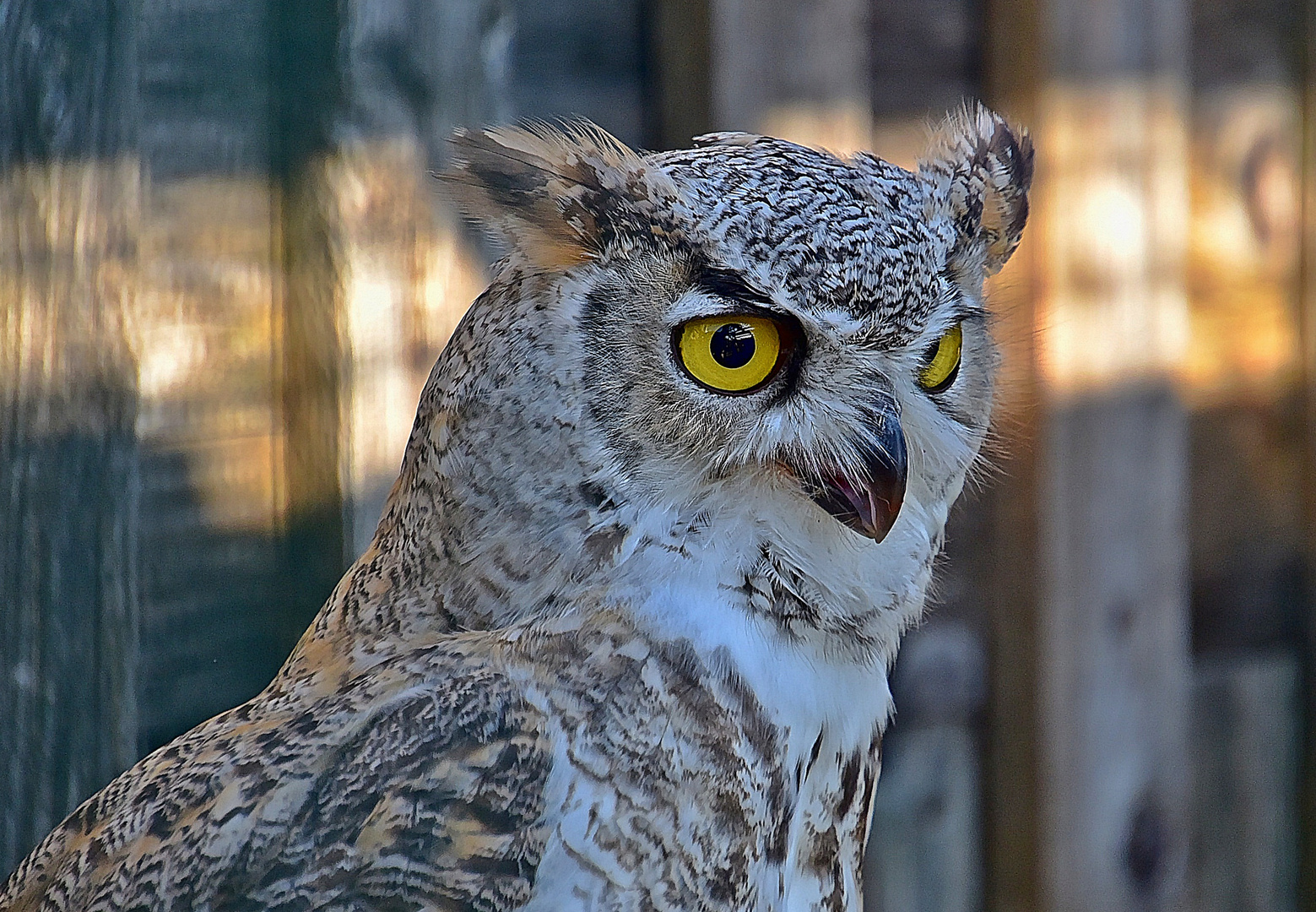 Kanada - Uhu (Bubo virginianus canadensis)