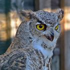 Kanada - Uhu (Bubo virginianus canadensis)