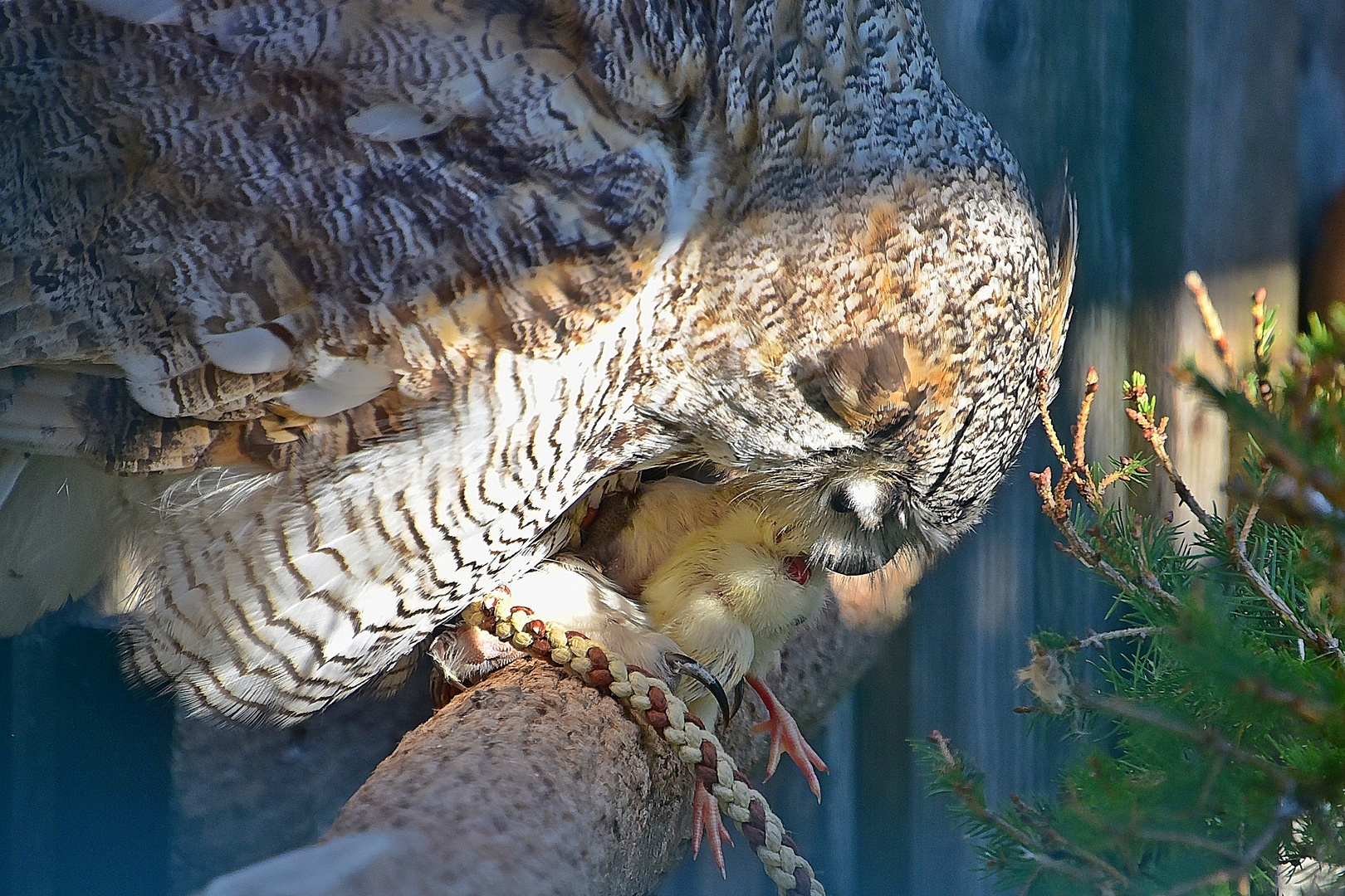 Kanada - Uhu (Bubo virginianus canadensis)