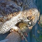 Kanada - Uhu (Bubo virginianus canadensis)