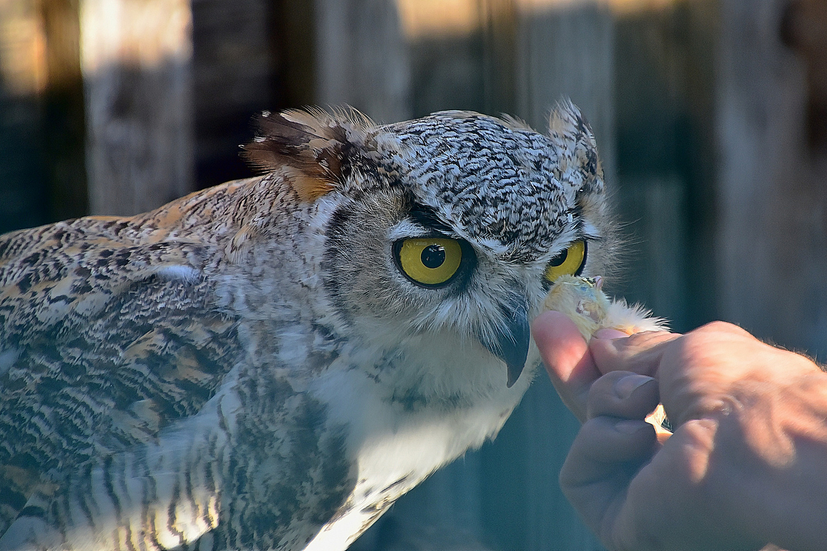 Kanada - Uhu (Bubo virginianus canadensis)