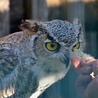 Kanada - Uhu (Bubo virginianus canadensis)