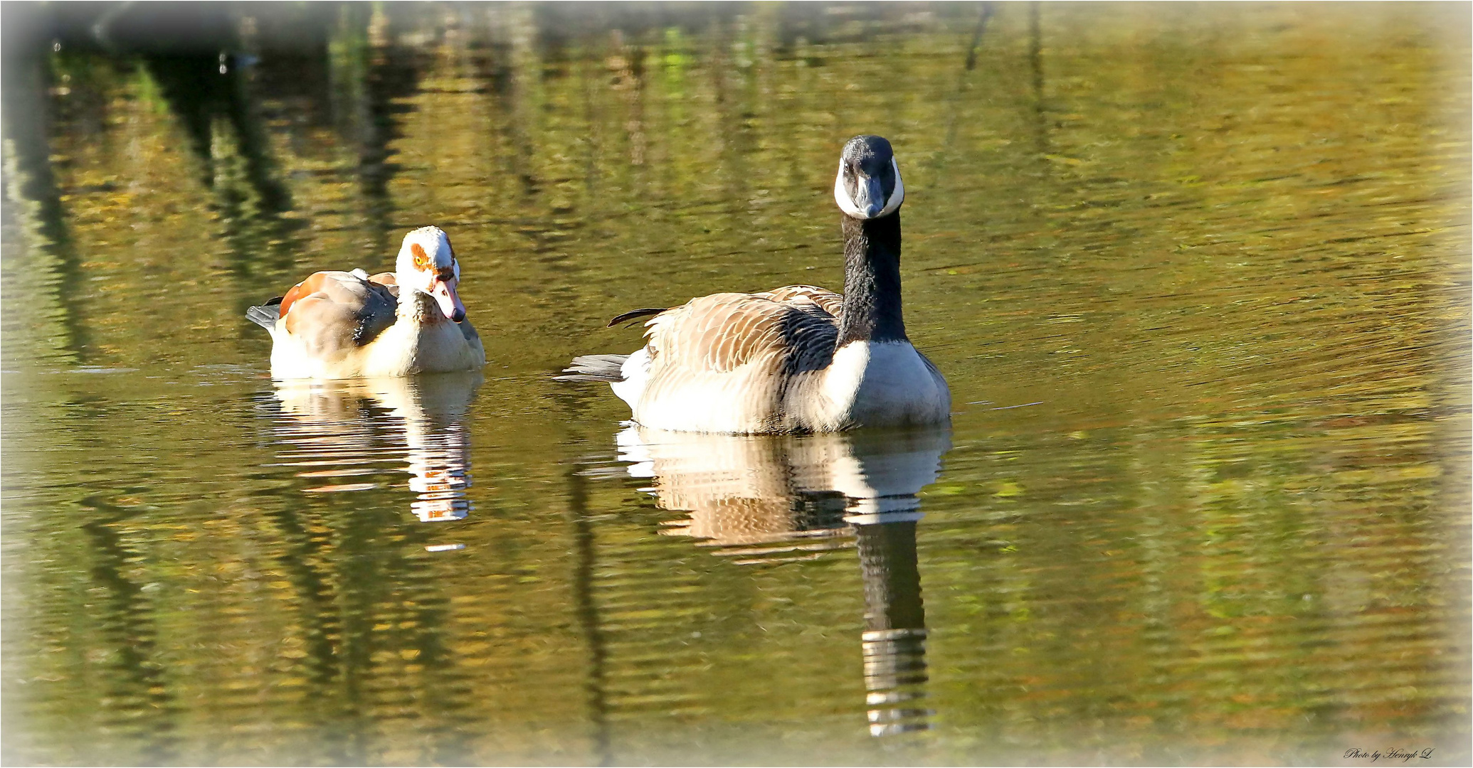 Kanada und Nilgans 