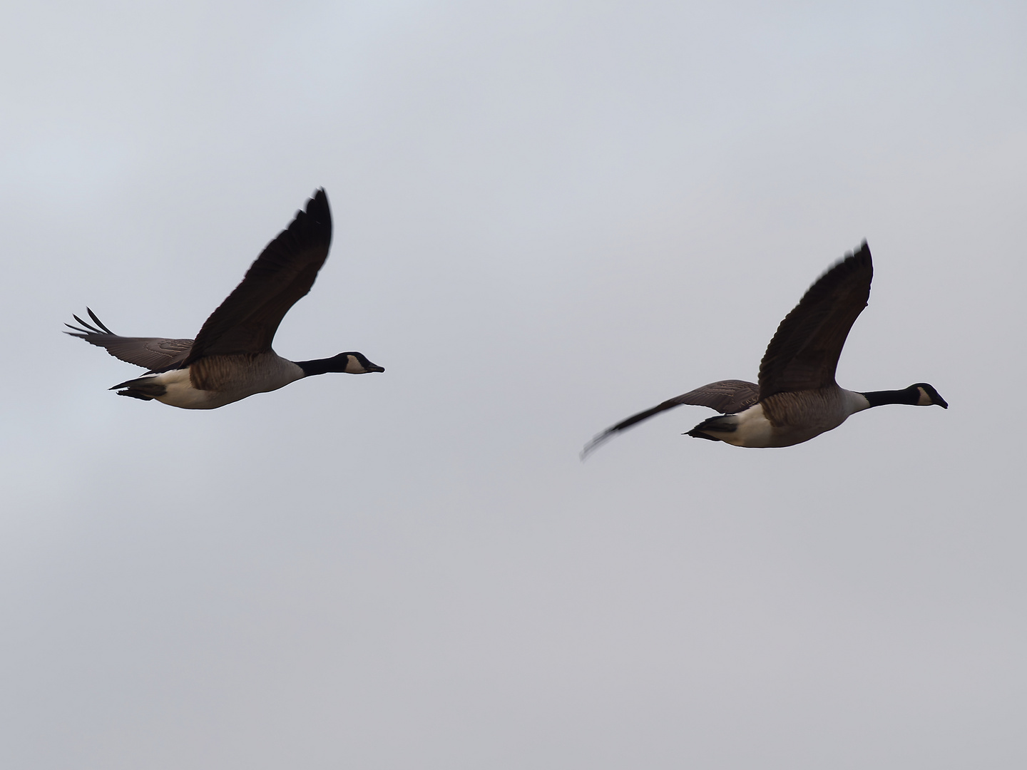 Kanadagänse Foto & Bild winter, natur, tiere Bilder auf