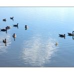 Kanadagänse am Förmitzsee