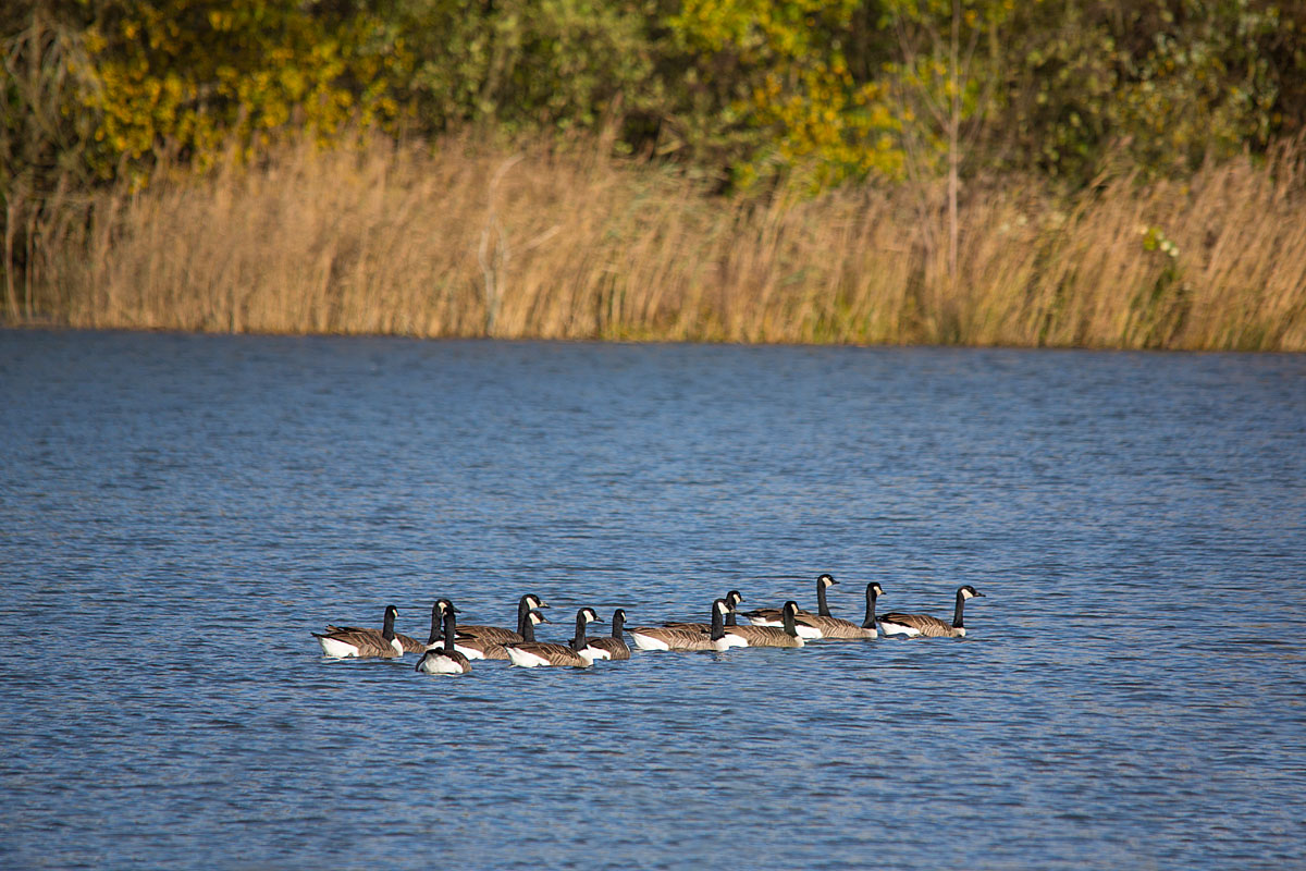 Kanadagänse am Ökosee