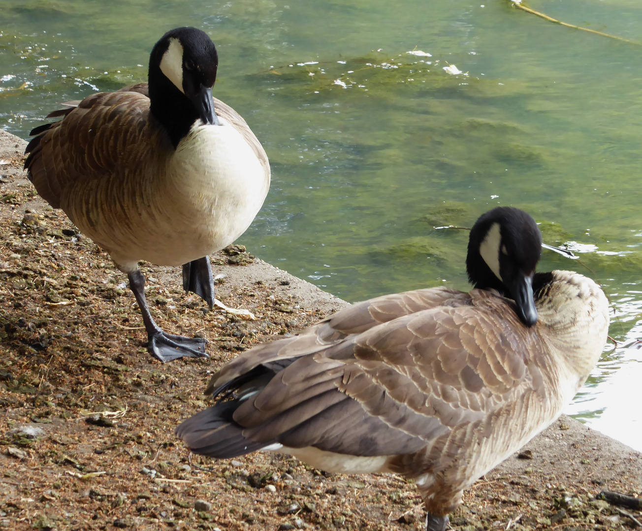 Kanadagänse am Parkteich