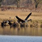 Kanadagänse am Steinhorster Becken