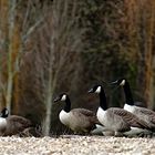 Kanadagänse am Strandbaad