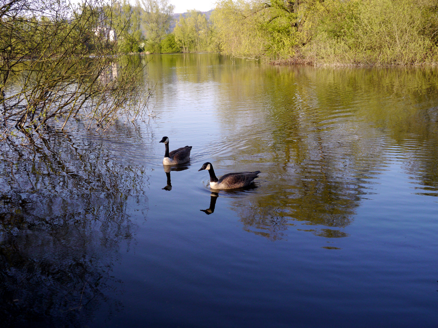 Kanadagänse auf dem Bruchsee