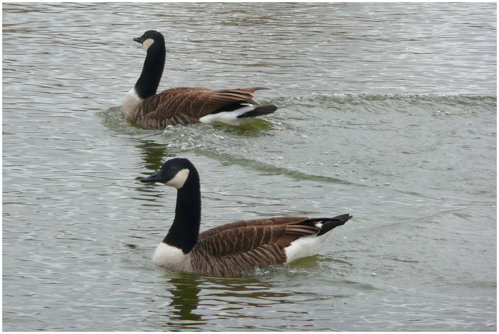 Kanadagänse auf dem "Kahlen Loch" in Kaltenengers/Rhein