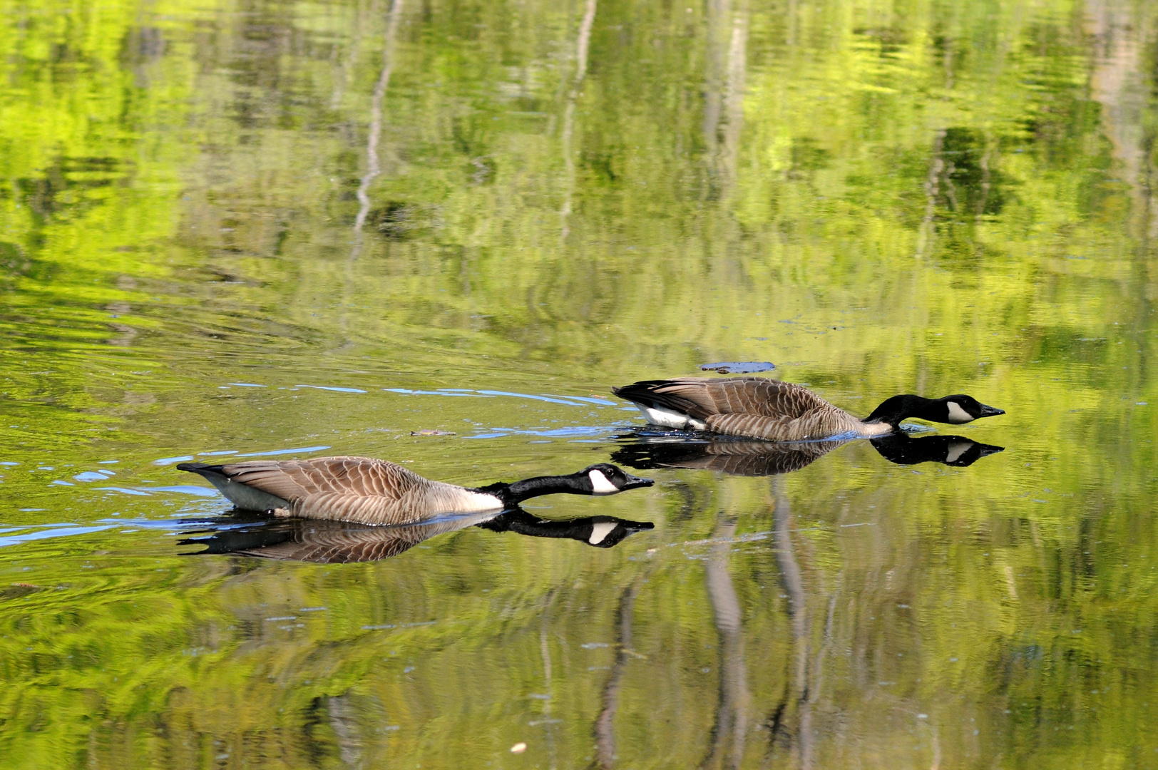 Kanadagänse auf dem Leyenweiher