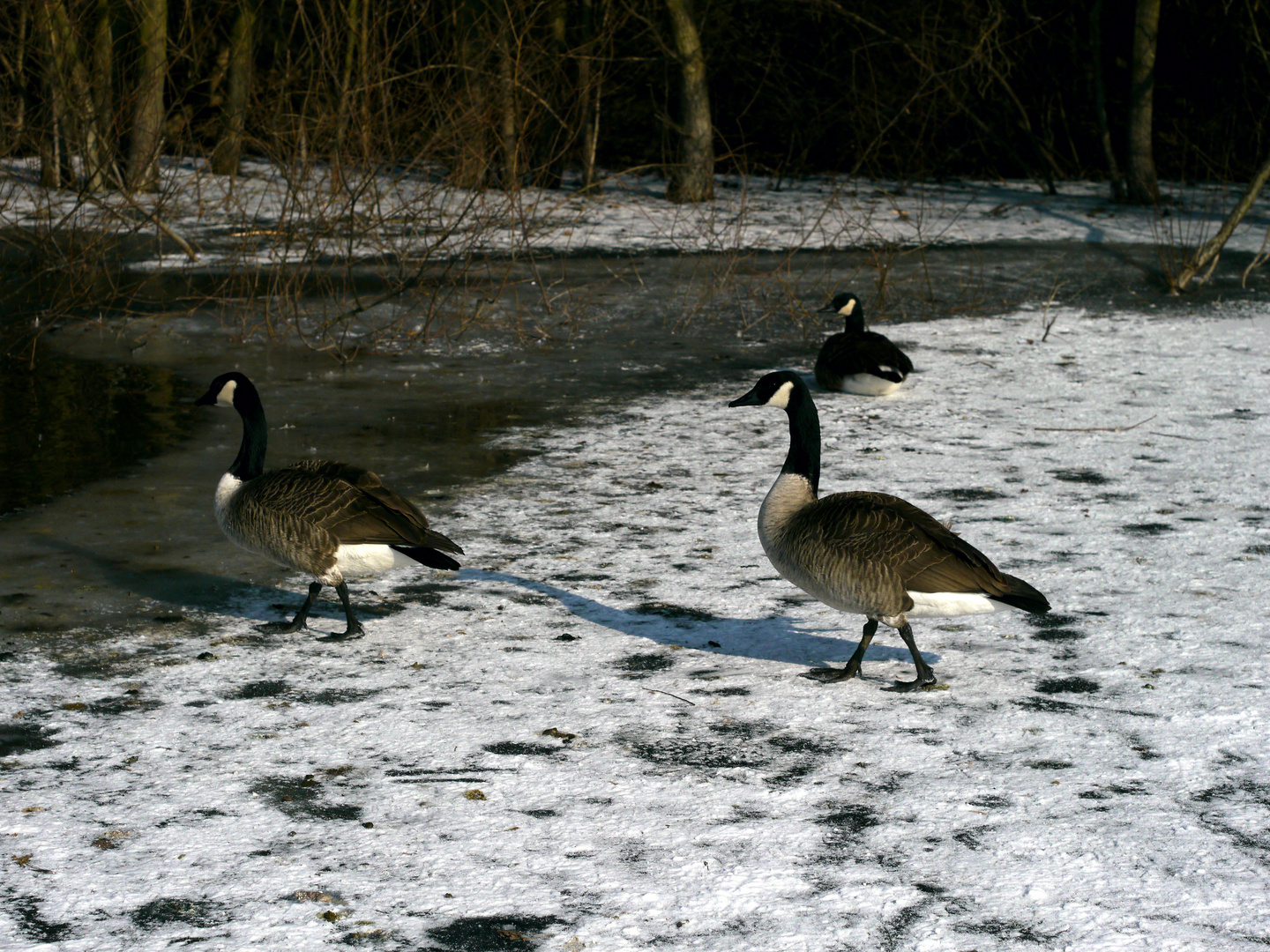 Kanadagänse auf Eis und Schnee