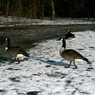 Kanadagänse auf Eis und Schnee