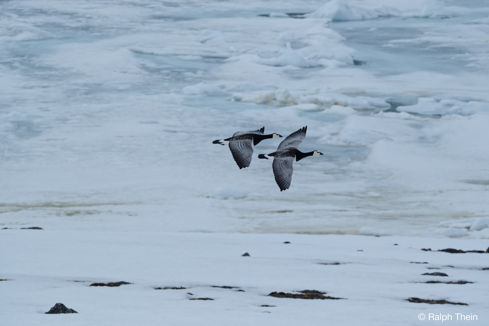 Kanadagänse auf Spitzbergen