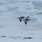 Kanadagänse auf Spitzbergen