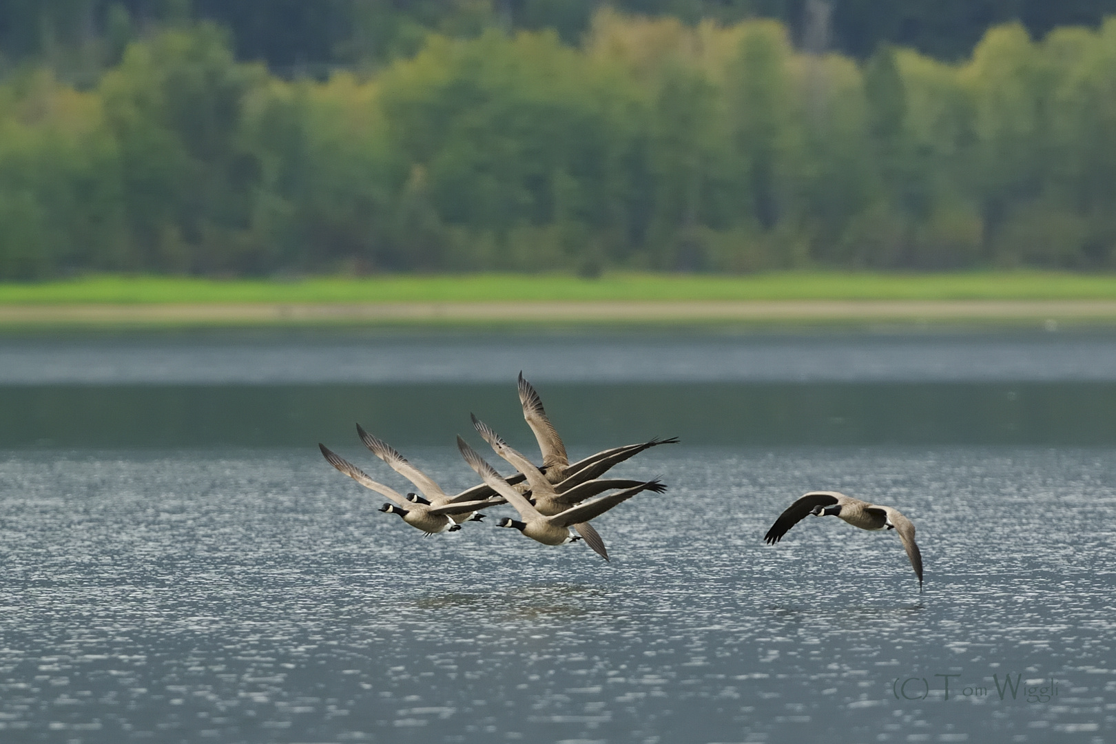 Kanadagänse beim Abflug