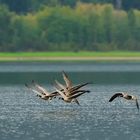 Kanadagänse beim Abflug