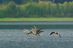 Kanadagänse beim Abflug