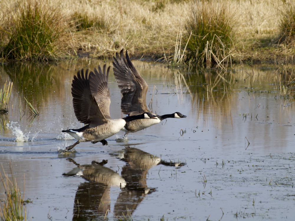 Kanadagänse beim Abflug