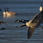 Kanadagänse  -  Branta canadensis