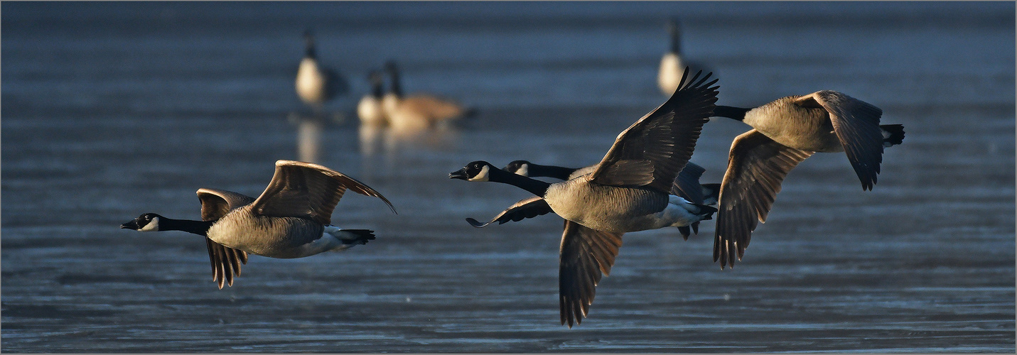 Kanadagänse  -  Branta canadensis