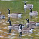 Kanadagänse (Branta canadensis) sind bei . . .