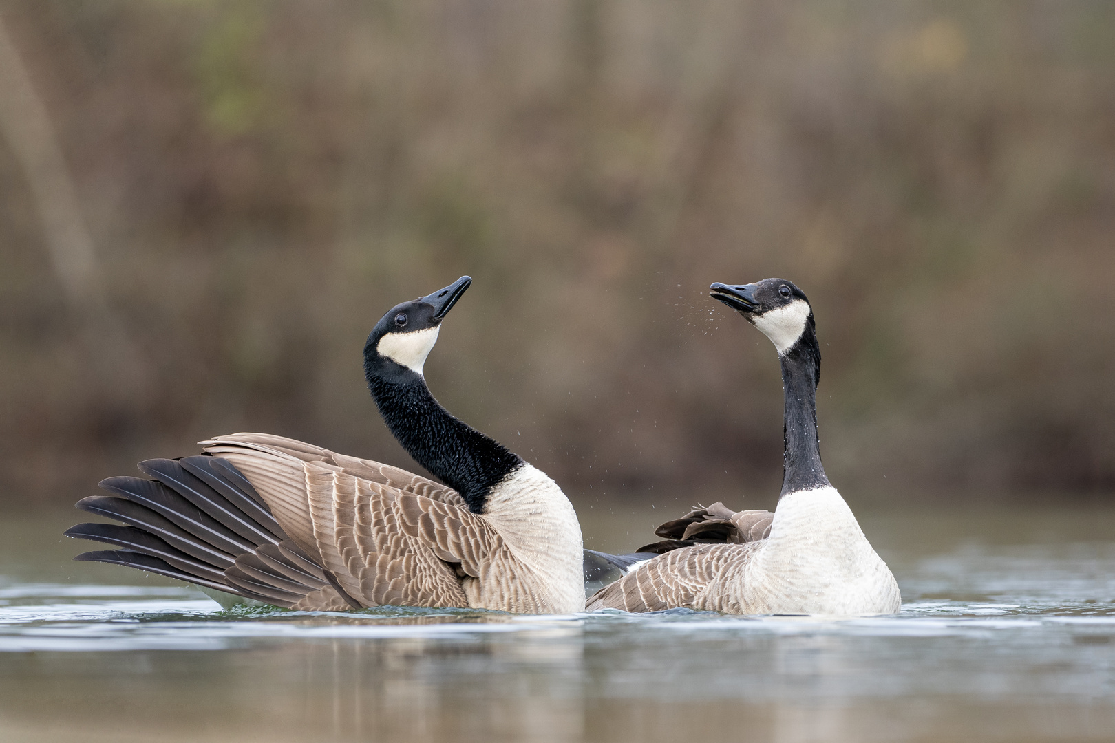 Kanadagänse (branta_canadensis)