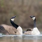 Kanadagänse (branta_canadensis)